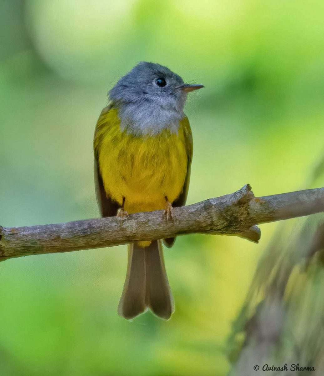 Gray-headed Canary-Flycatcher - ML627491459