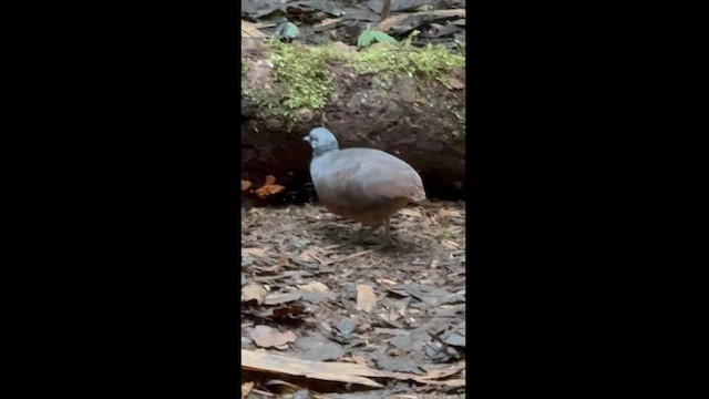 Little Tinamou - ML627491487