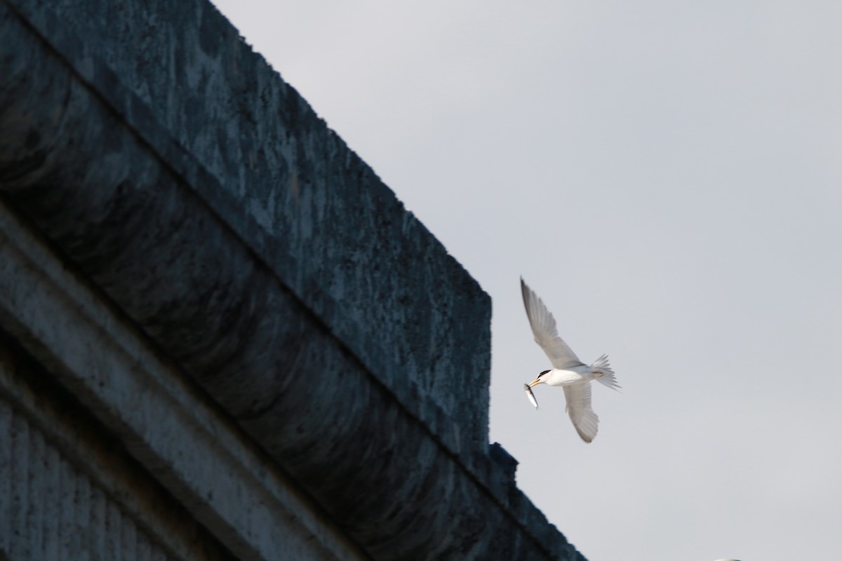 Least Tern - Wen & Steve Rockoff