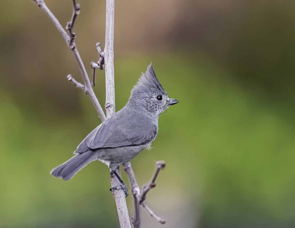 Juniper Titmouse - ML627492158