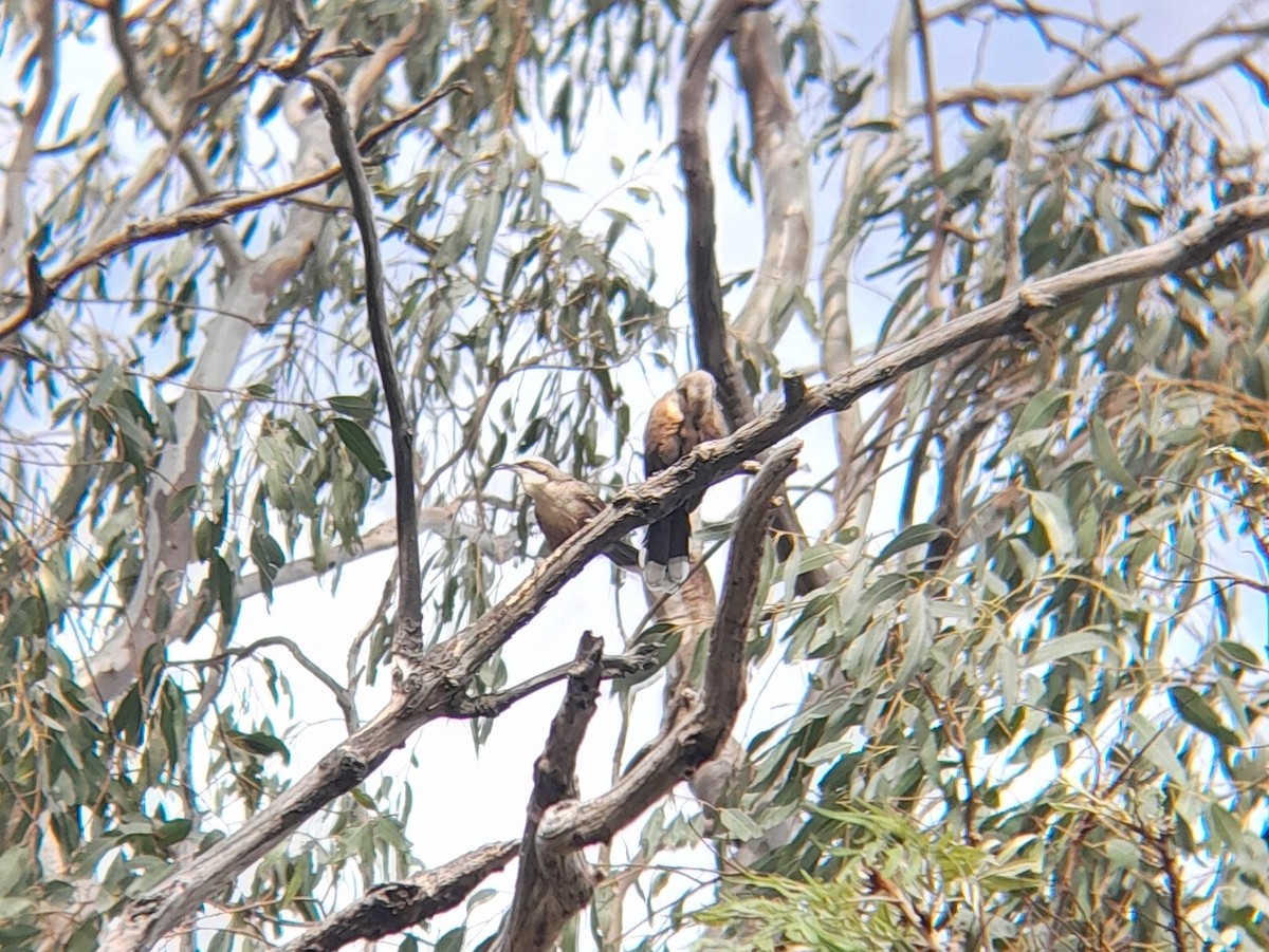 Gray-crowned Babbler - ML627492159