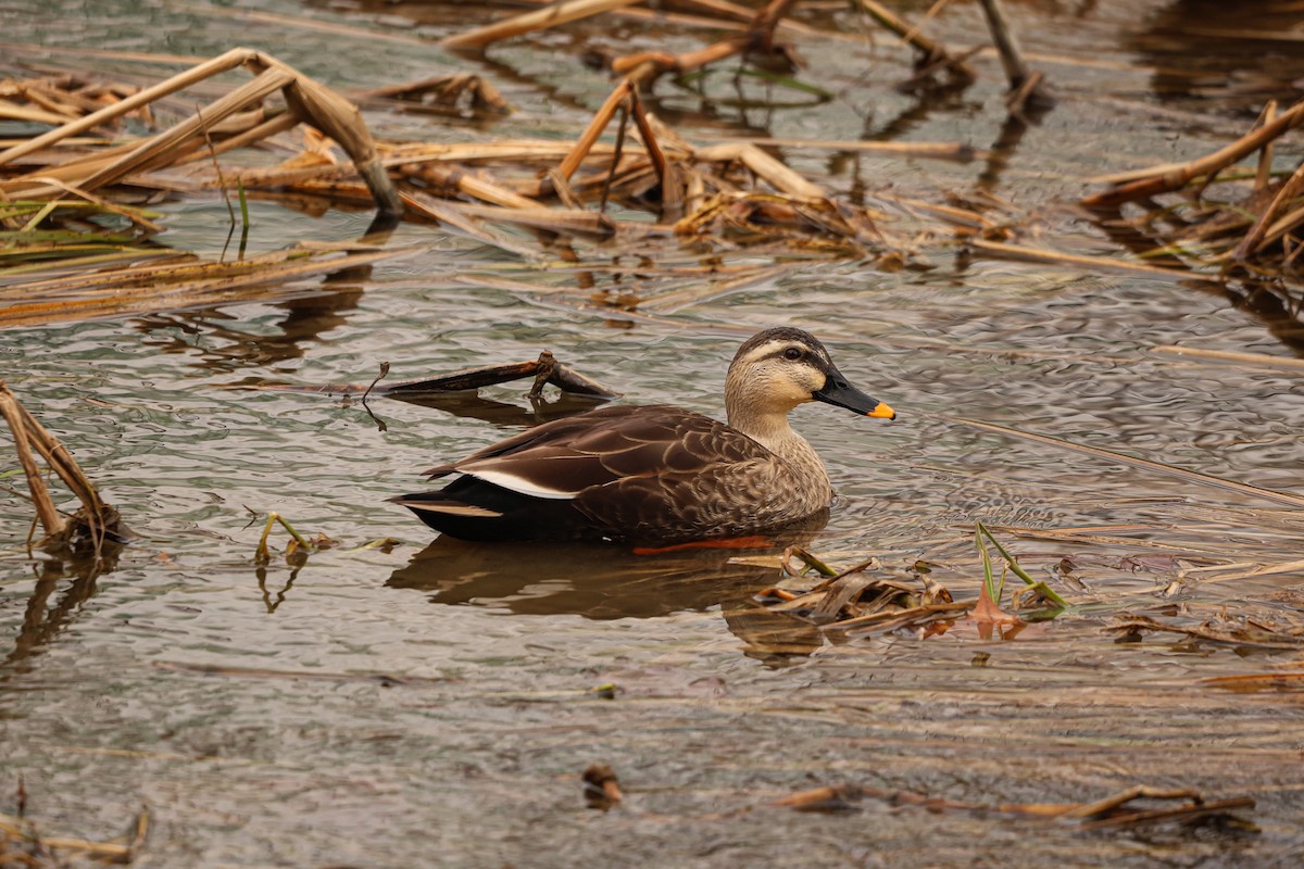 Eastern Spot-billed Duck - ML627492305