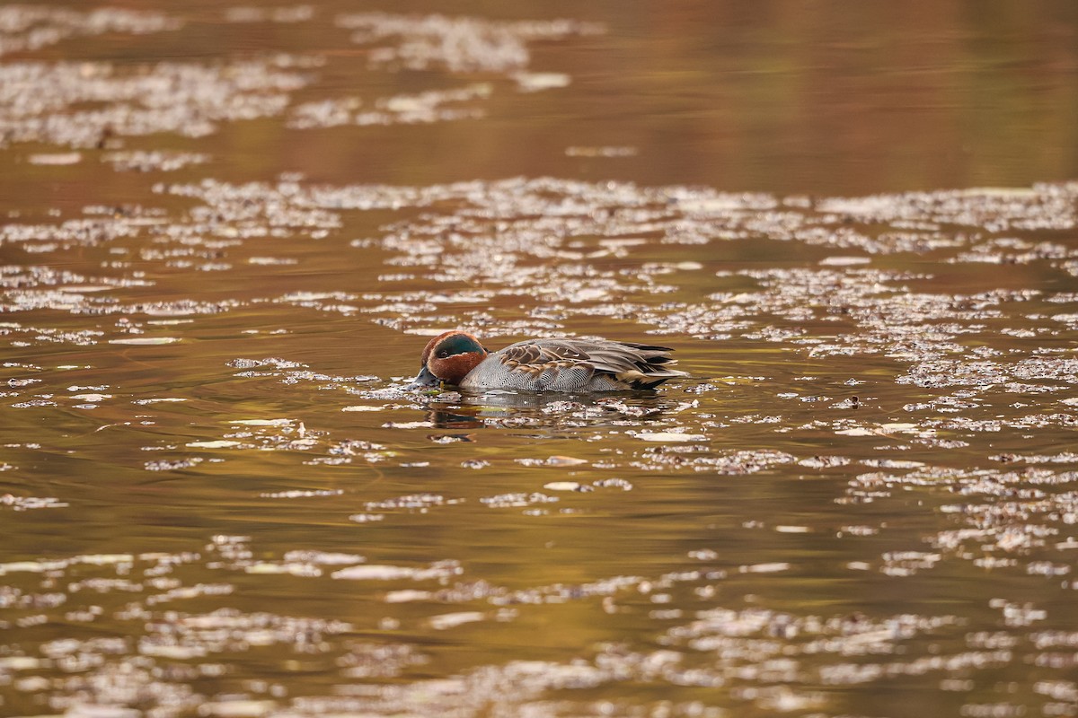 Green-winged Teal - ML627492314