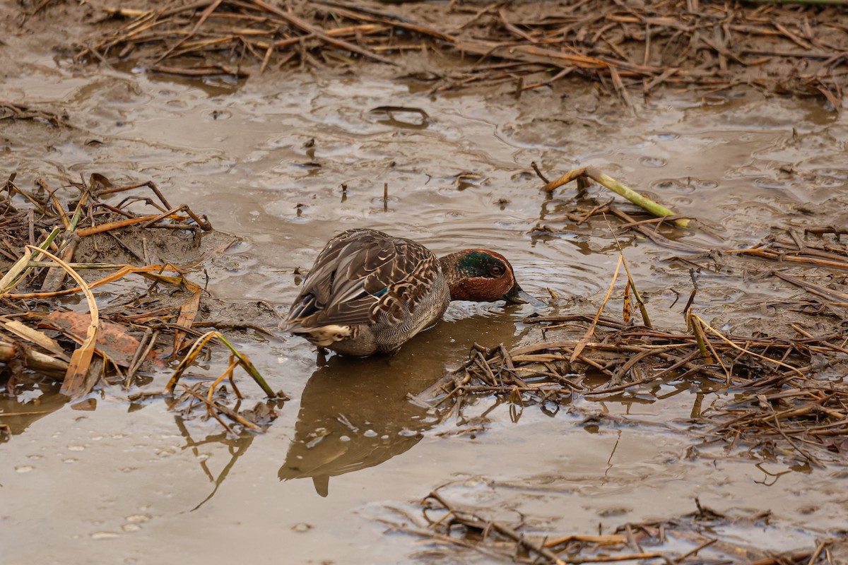 Green-winged Teal - ML627492315