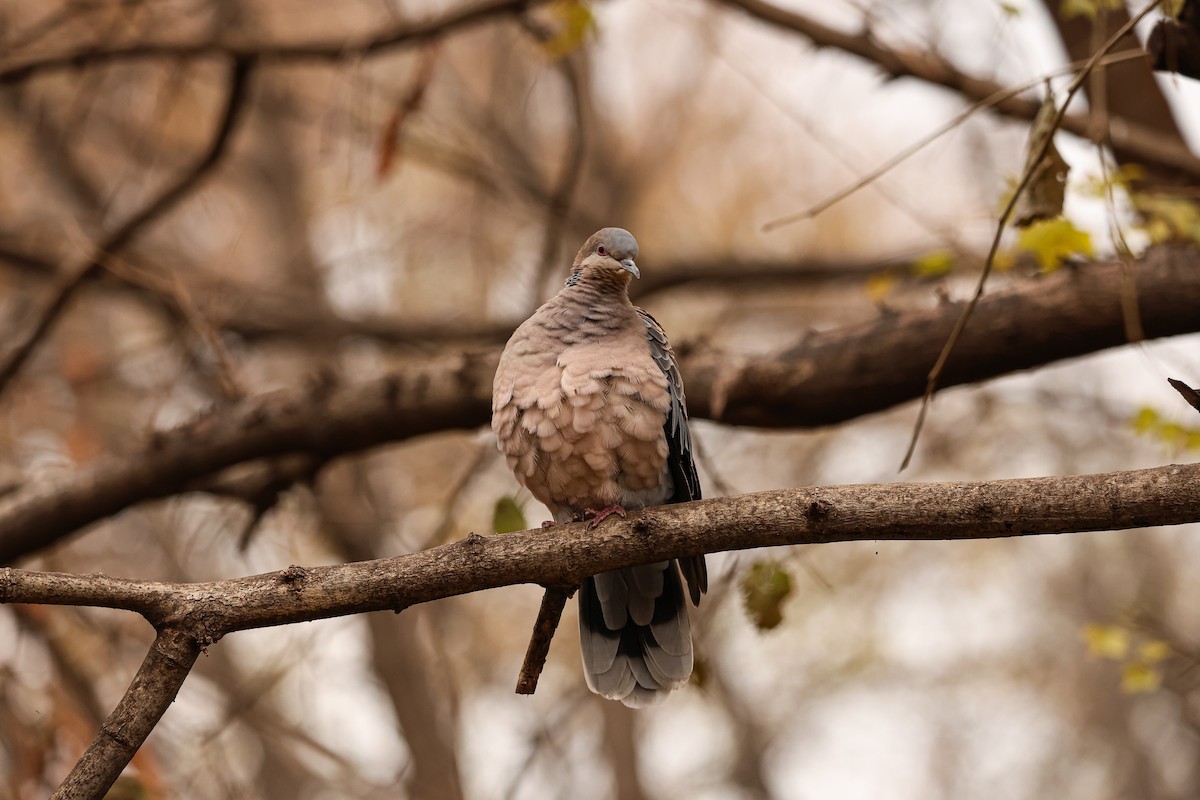 Oriental Turtle-Dove - ML627492318