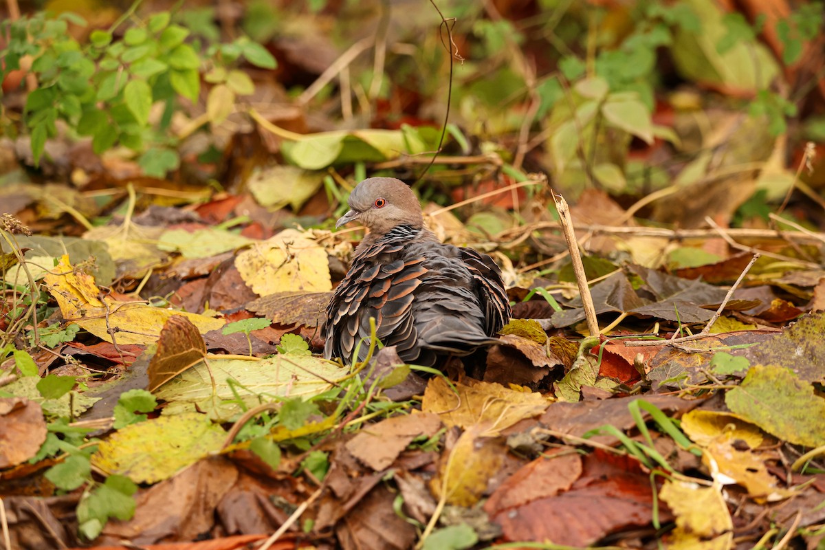 Oriental Turtle-Dove - ML627492319