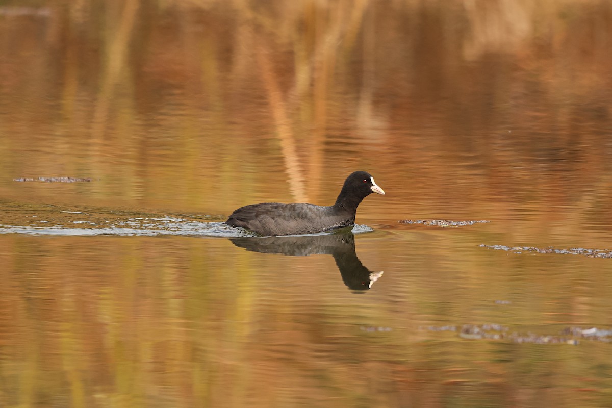 Eurasian Coot - ML627492321