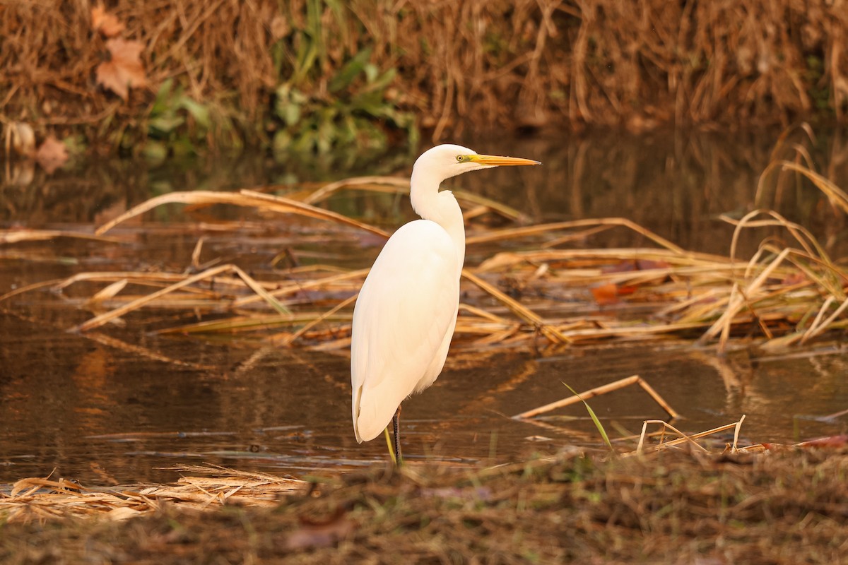 Great Egret (alba) - ML627492326