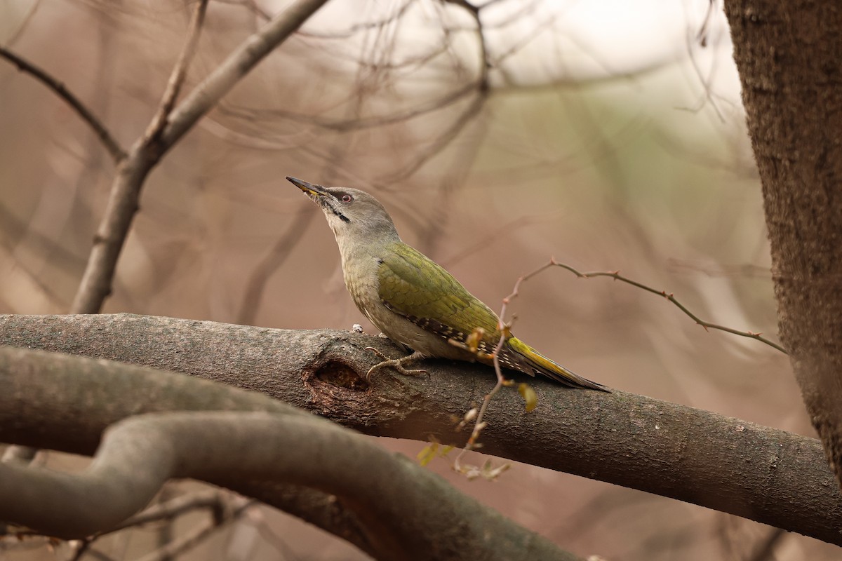 Gray-headed Woodpecker - ML627492332