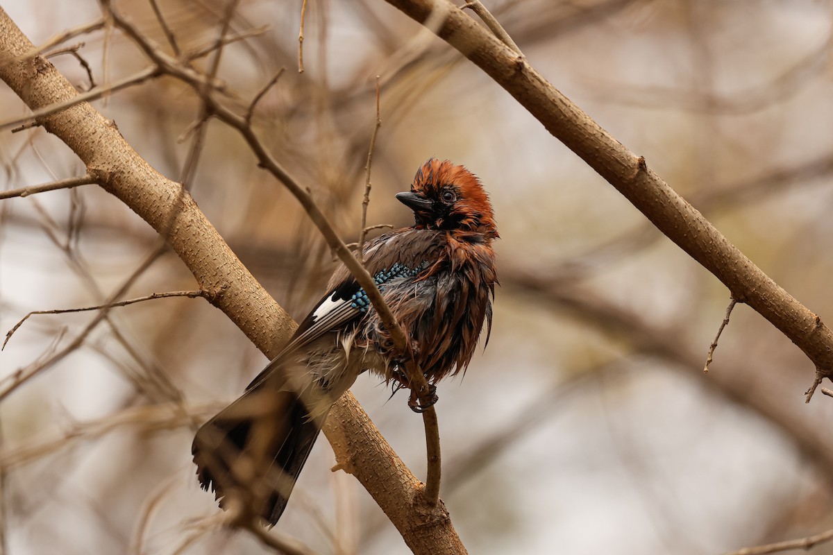 Eurasian Jay - ML627492338