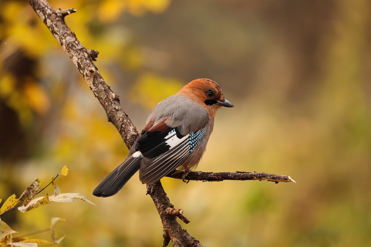 Eurasian Jay - ML627492339