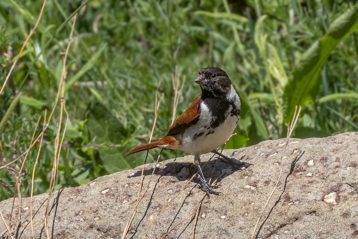 Black-headed Canary - ML627492355