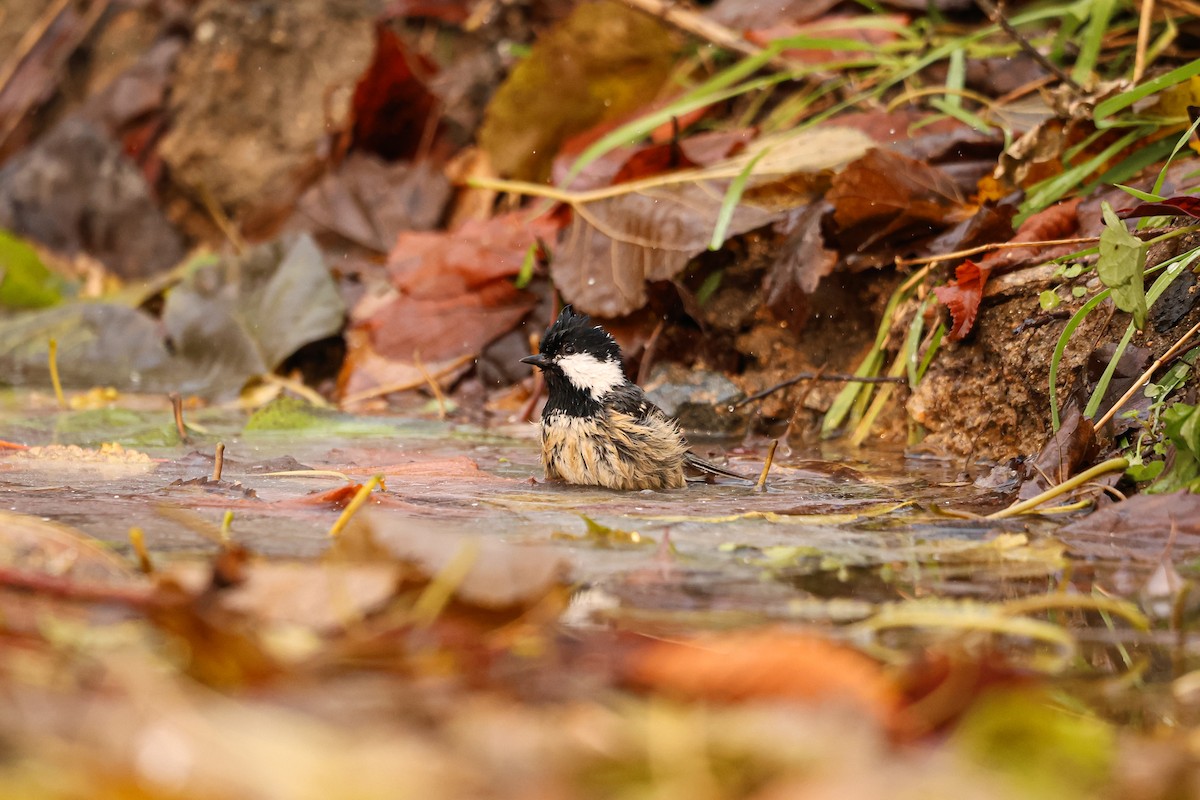 Coal Tit - ML627492358