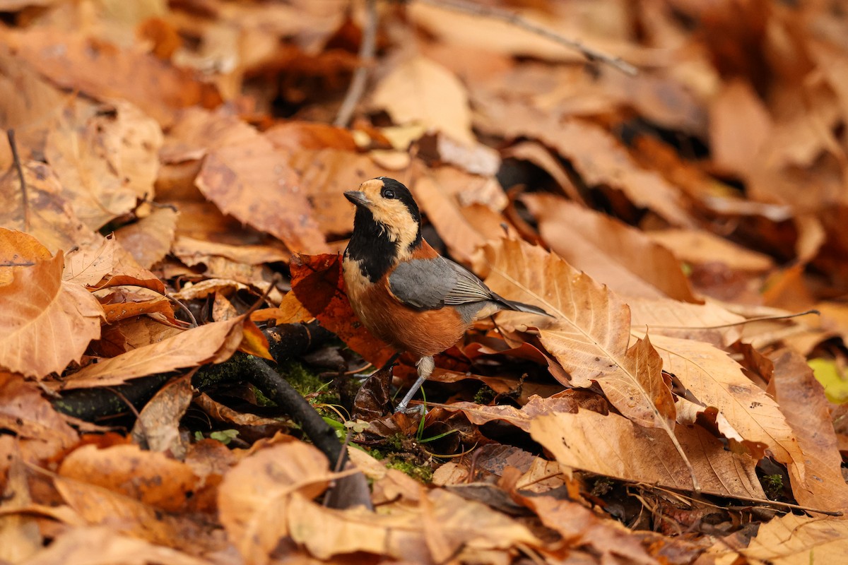 Varied Tit - ML627492361