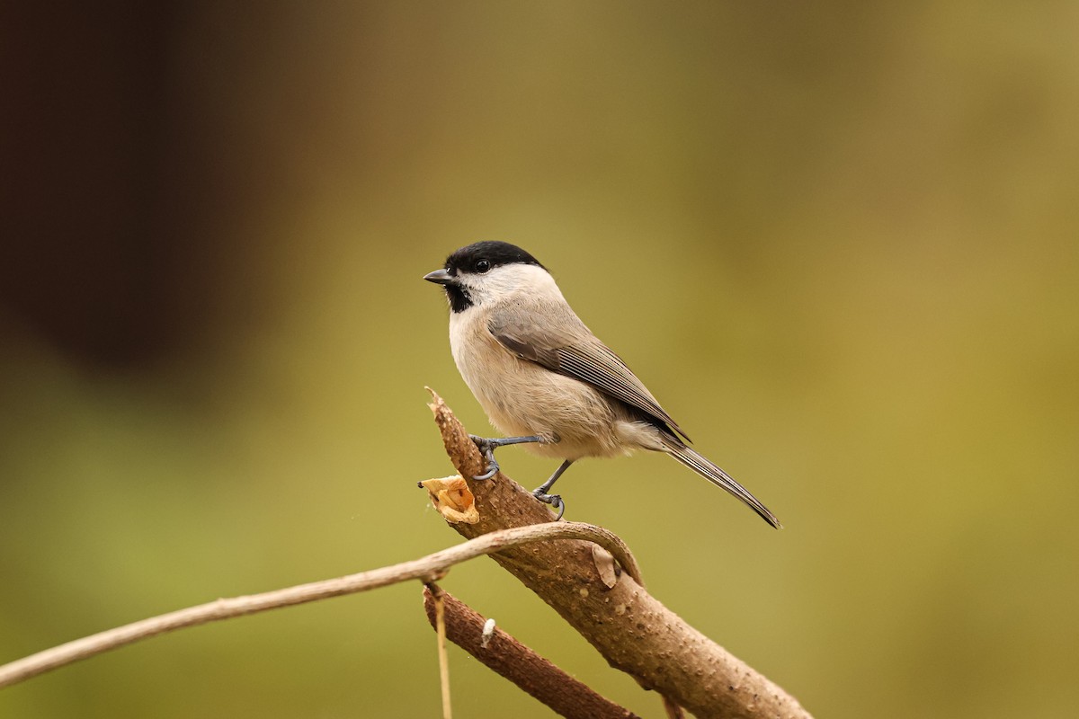 Marsh Tit - ML627492366