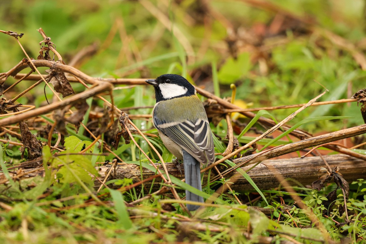 Asian Tit - ML627492370