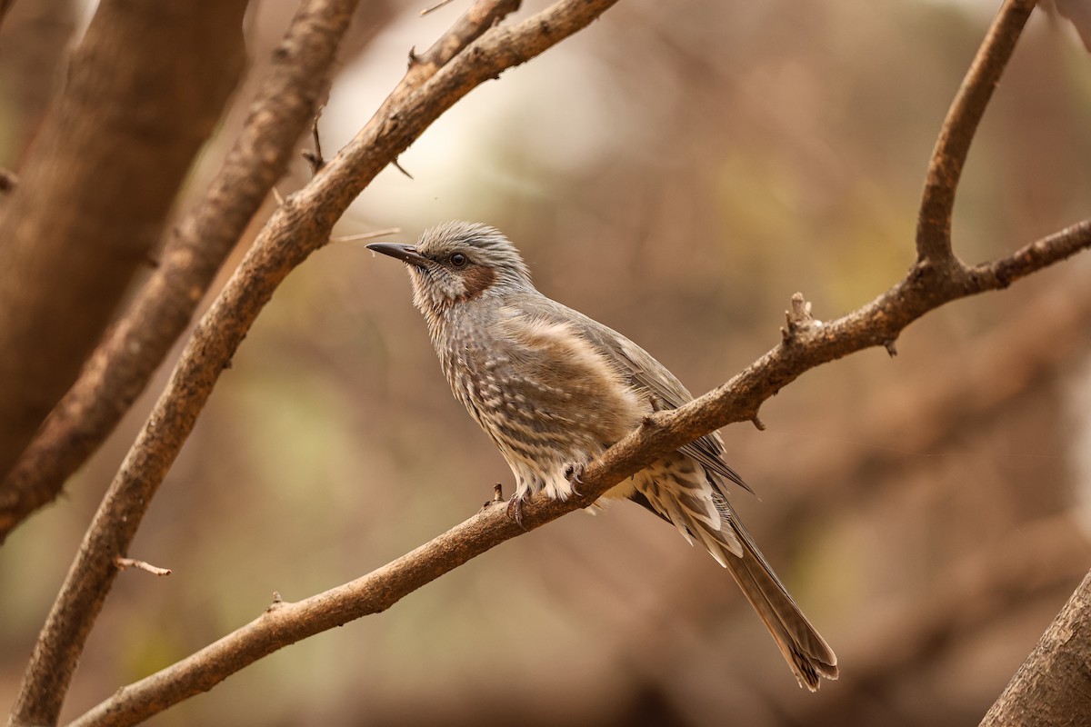 Brown-eared Bulbul - ML627492372