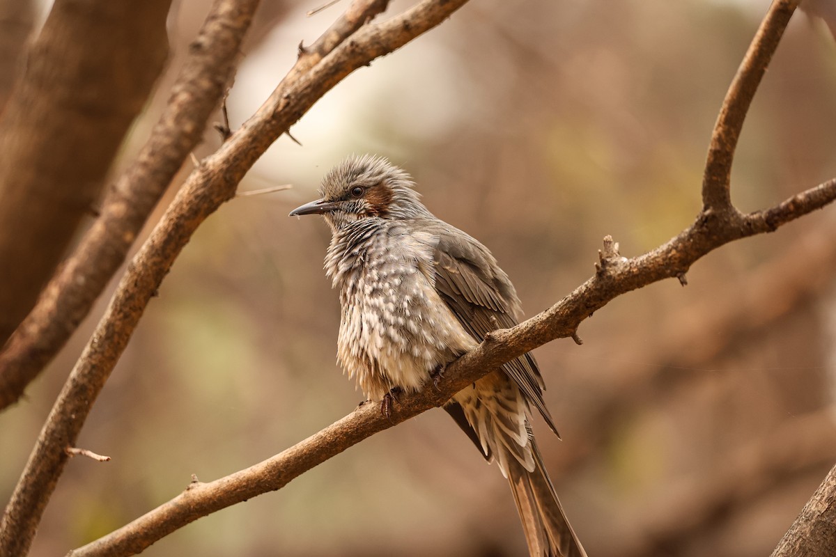 Brown-eared Bulbul - ML627492373