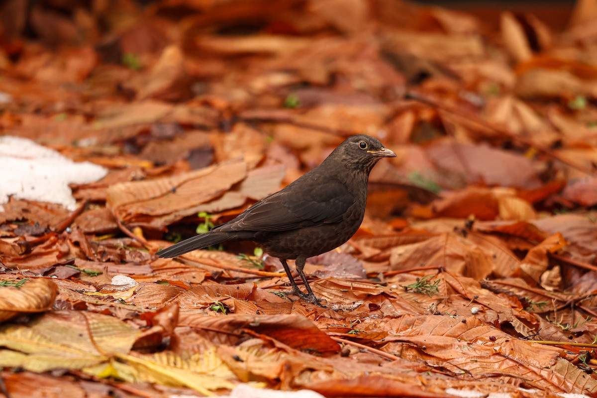 Chinese Blackbird - ML627492378