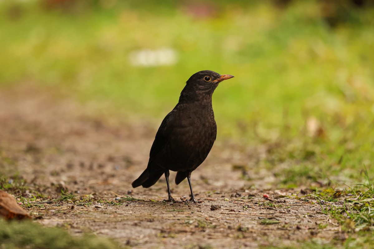 Chinese Blackbird - ML627492379