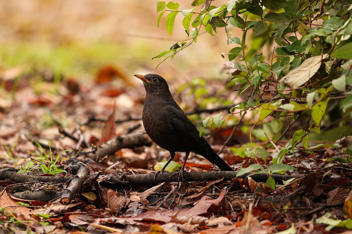 Chinese Blackbird - ML627492380