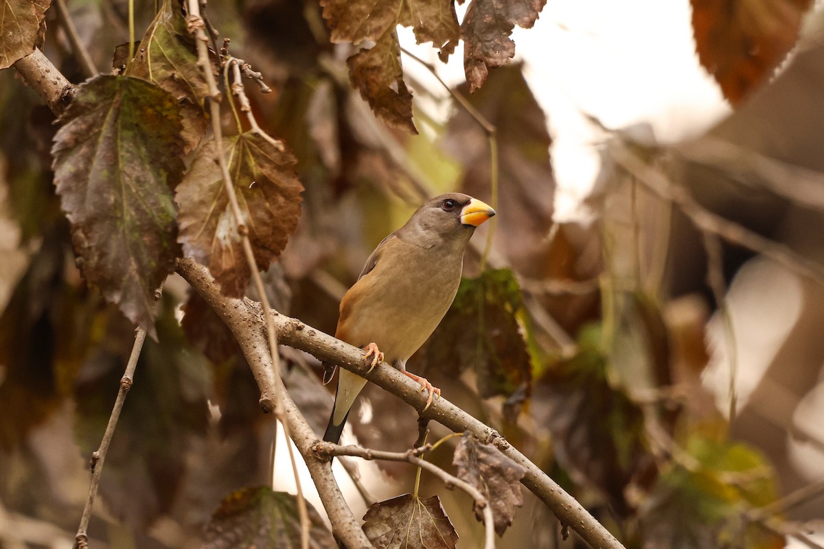 Yellow-billed Grosbeak - ML627492383