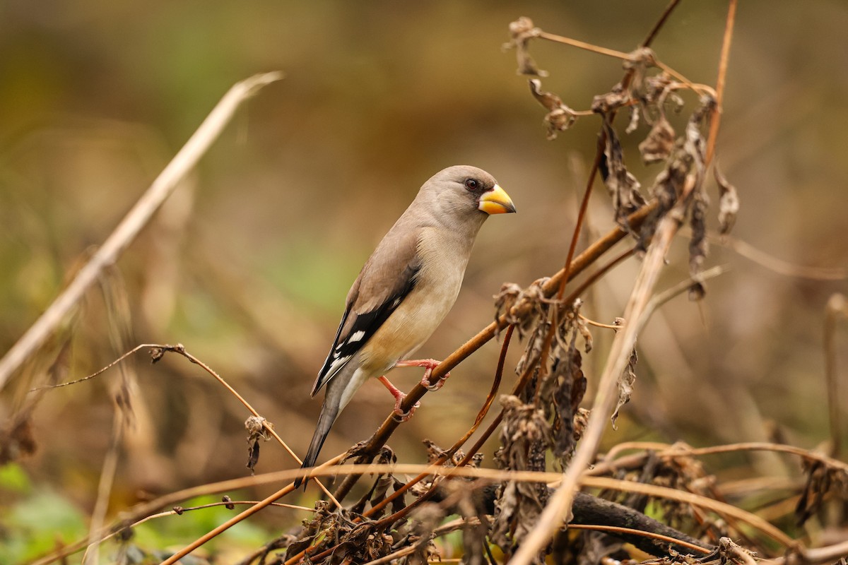 Yellow-billed Grosbeak - ML627492384