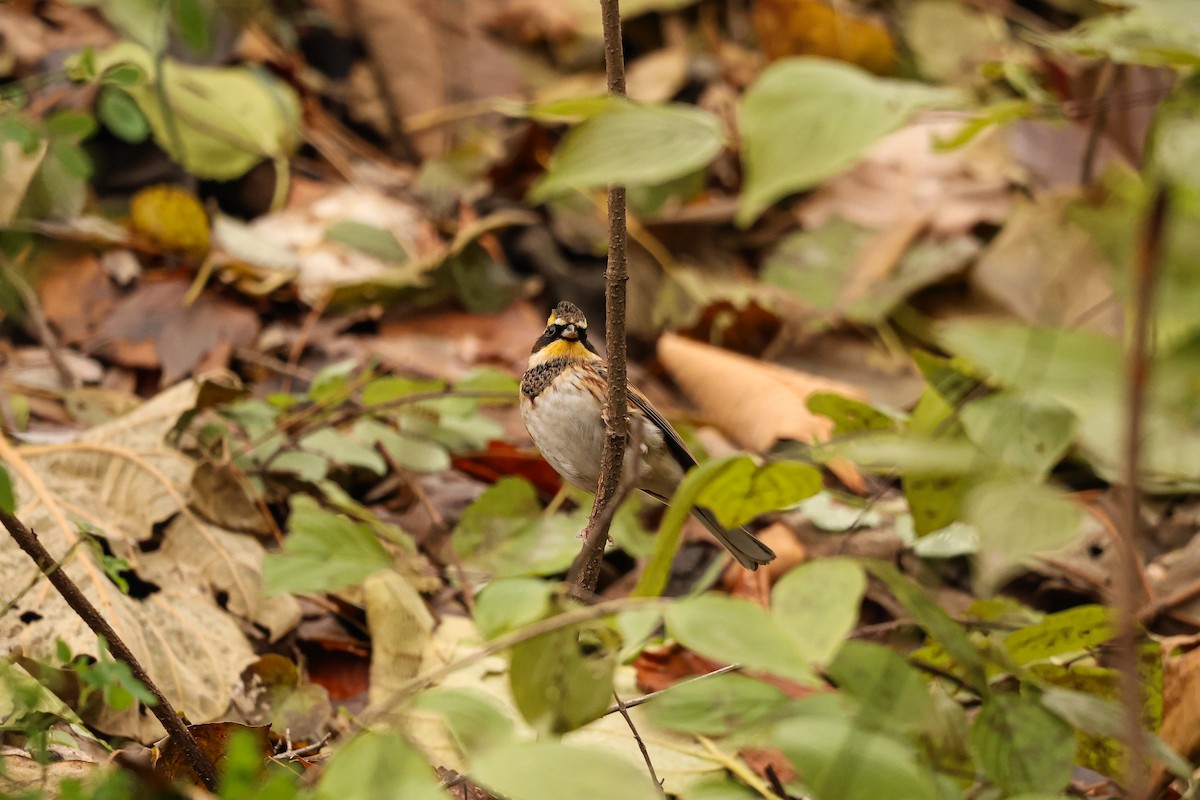 Yellow-throated Bunting - ML627492391