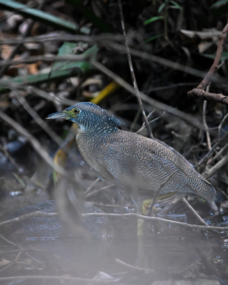 Malayan Night Heron - ML627492489