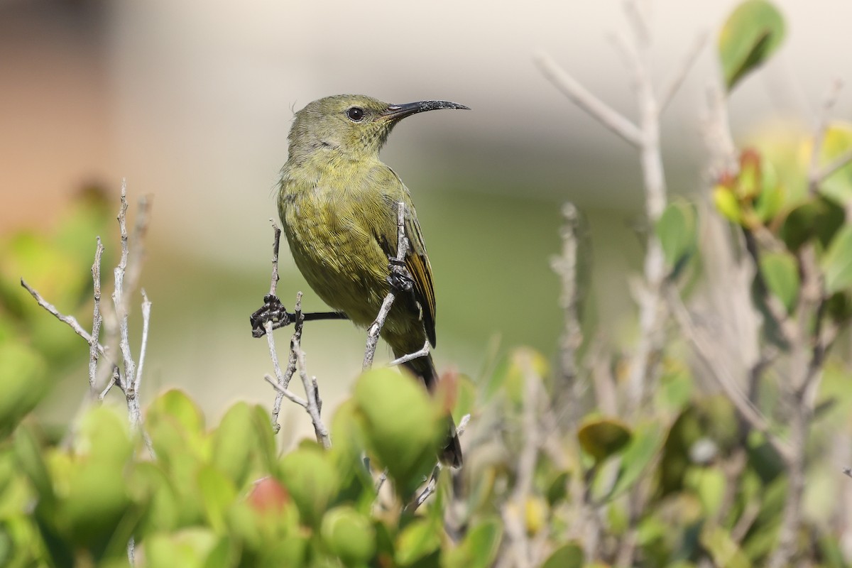 Orange-breasted Sunbird - ML627492535