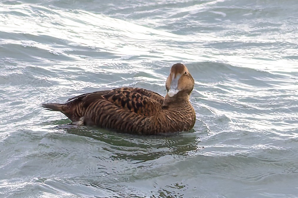 Common Eider - ML627492614