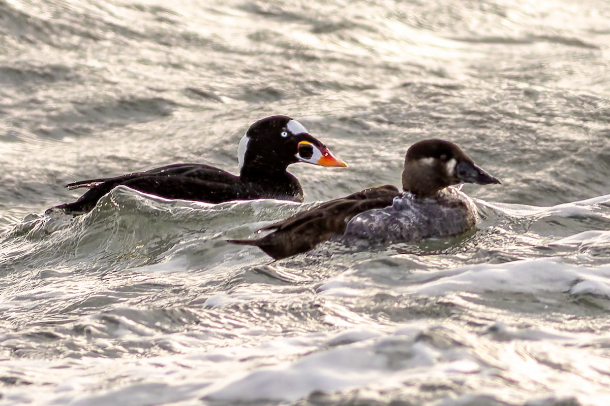 Surf Scoter - ML627492622