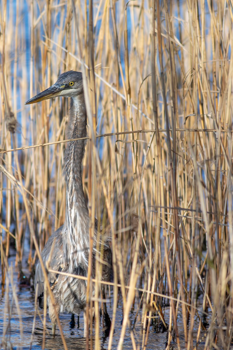 Great Blue Heron - ML627492641