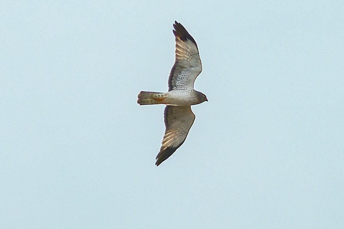 Northern Harrier - ML627492682