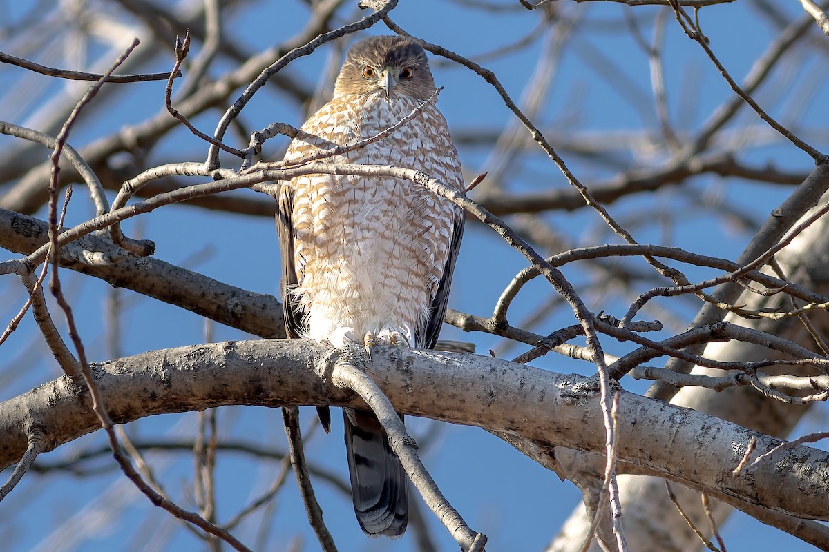 Cooper's Hawk - ML627492685