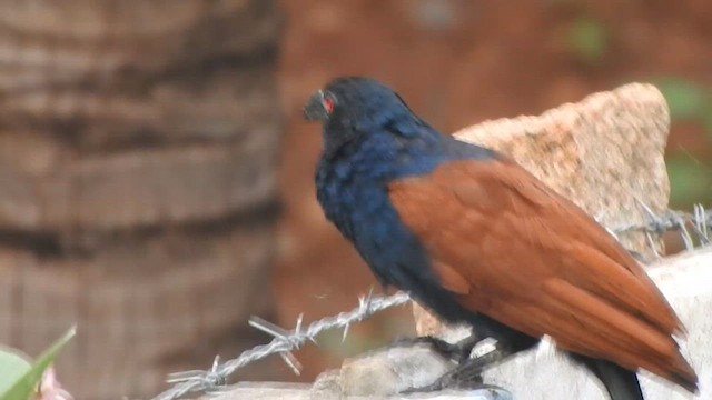 Greater Coucal - ML627492715