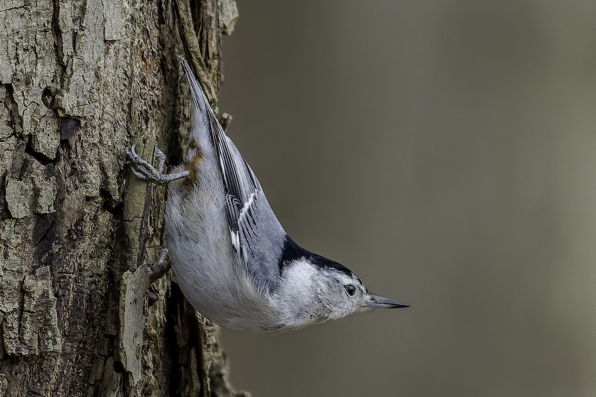 White-breasted Nuthatch - ML627492734