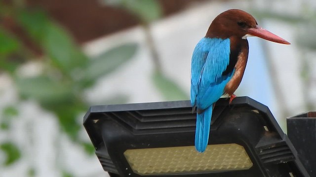 White-throated Kingfisher - ML627492747