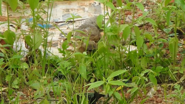 Yellow-billed Babbler - ML627492757