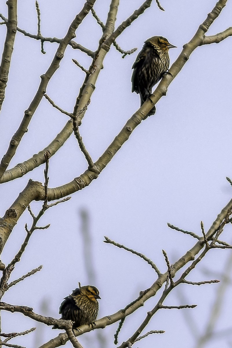 Red-winged Blackbird - ML627492764