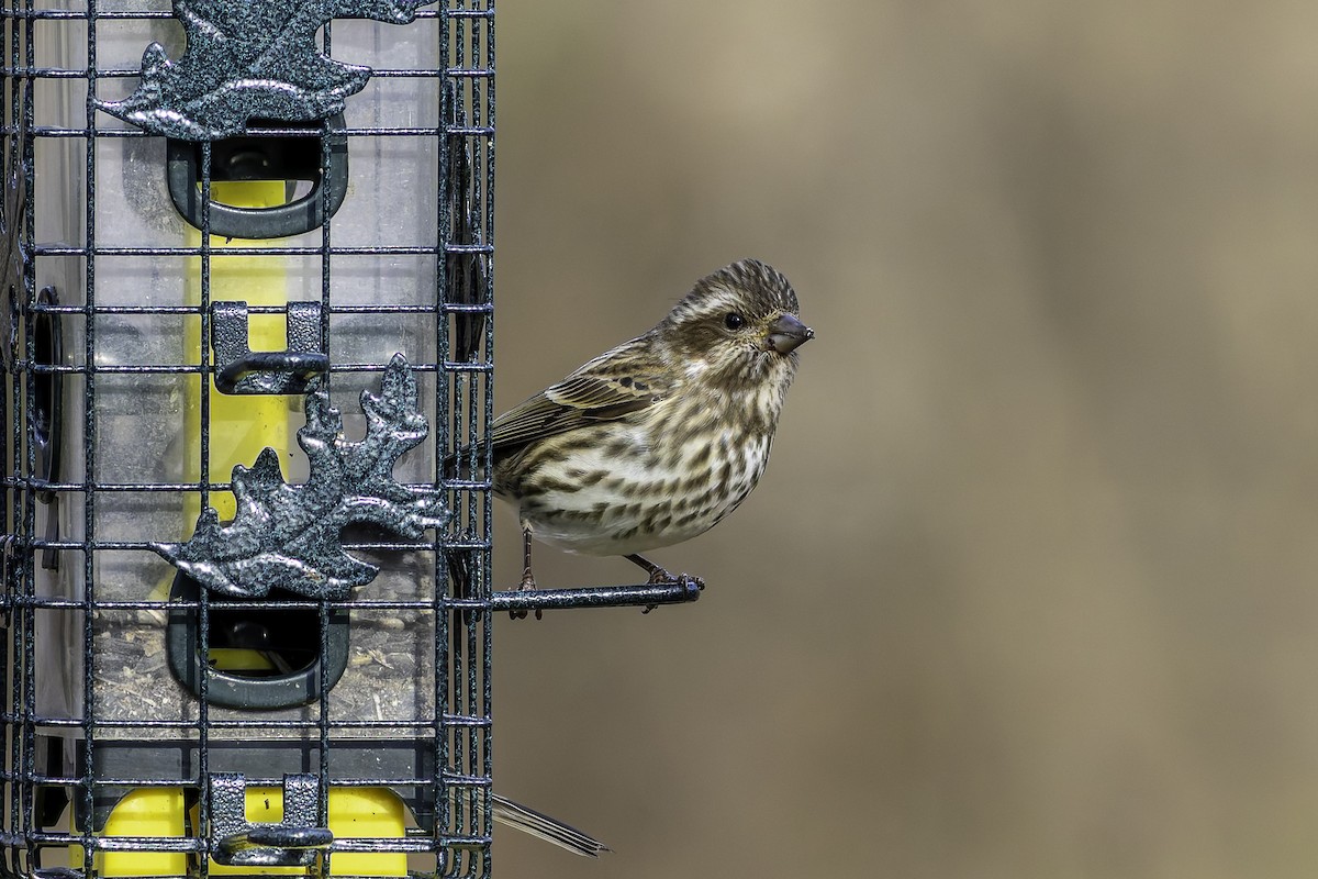 Purple Finch - ML627492770