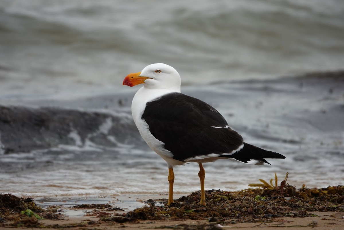 Pacific Gull - ML627492776
