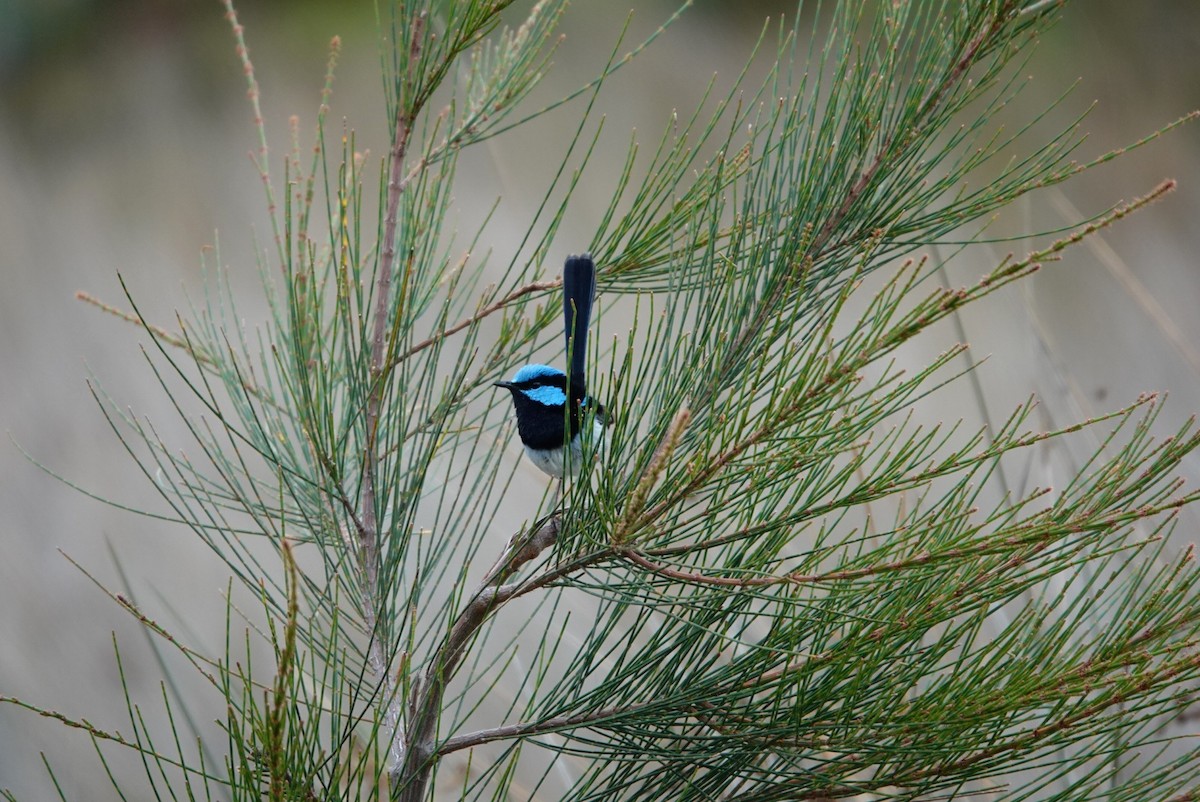 Superb Fairywren - ML627492796