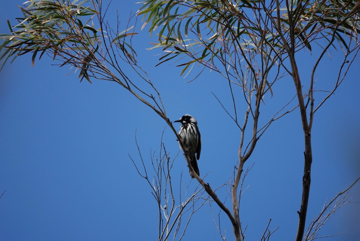 New Holland Honeyeater - ML627492802