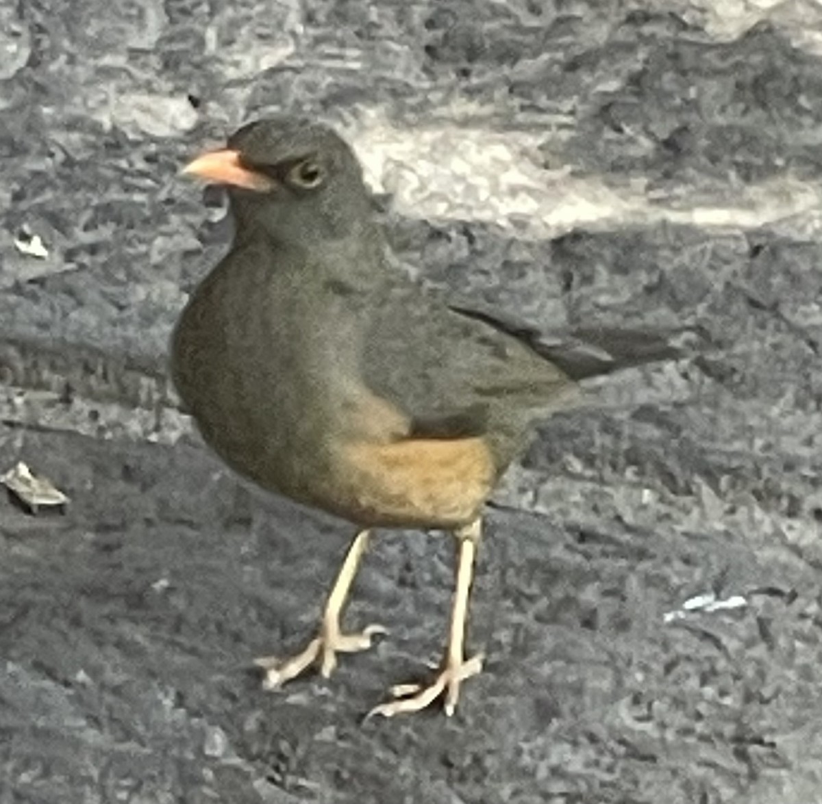 Abyssinian Thrush - ML627492908