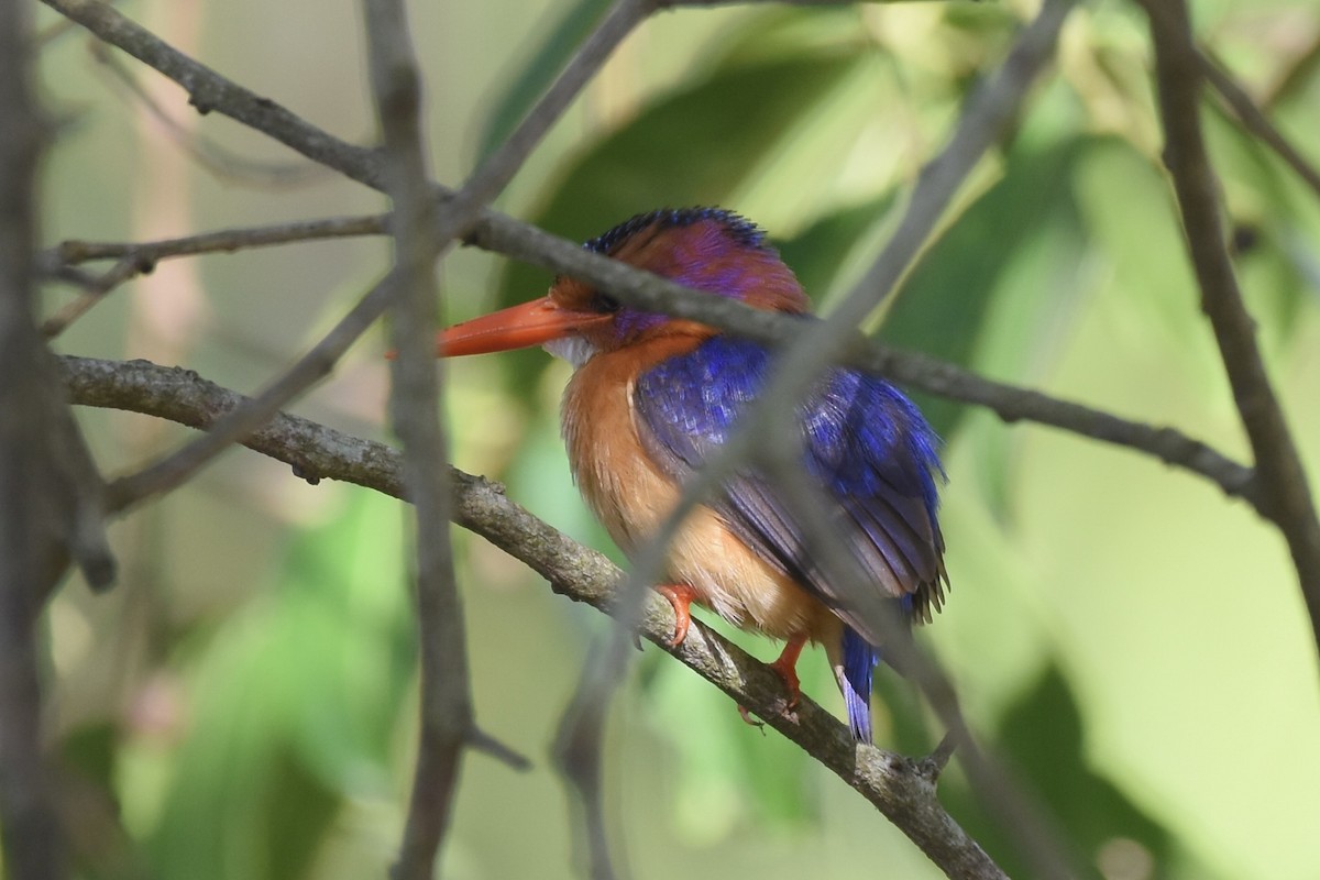 African Pygmy Kingfisher - ML627493032
