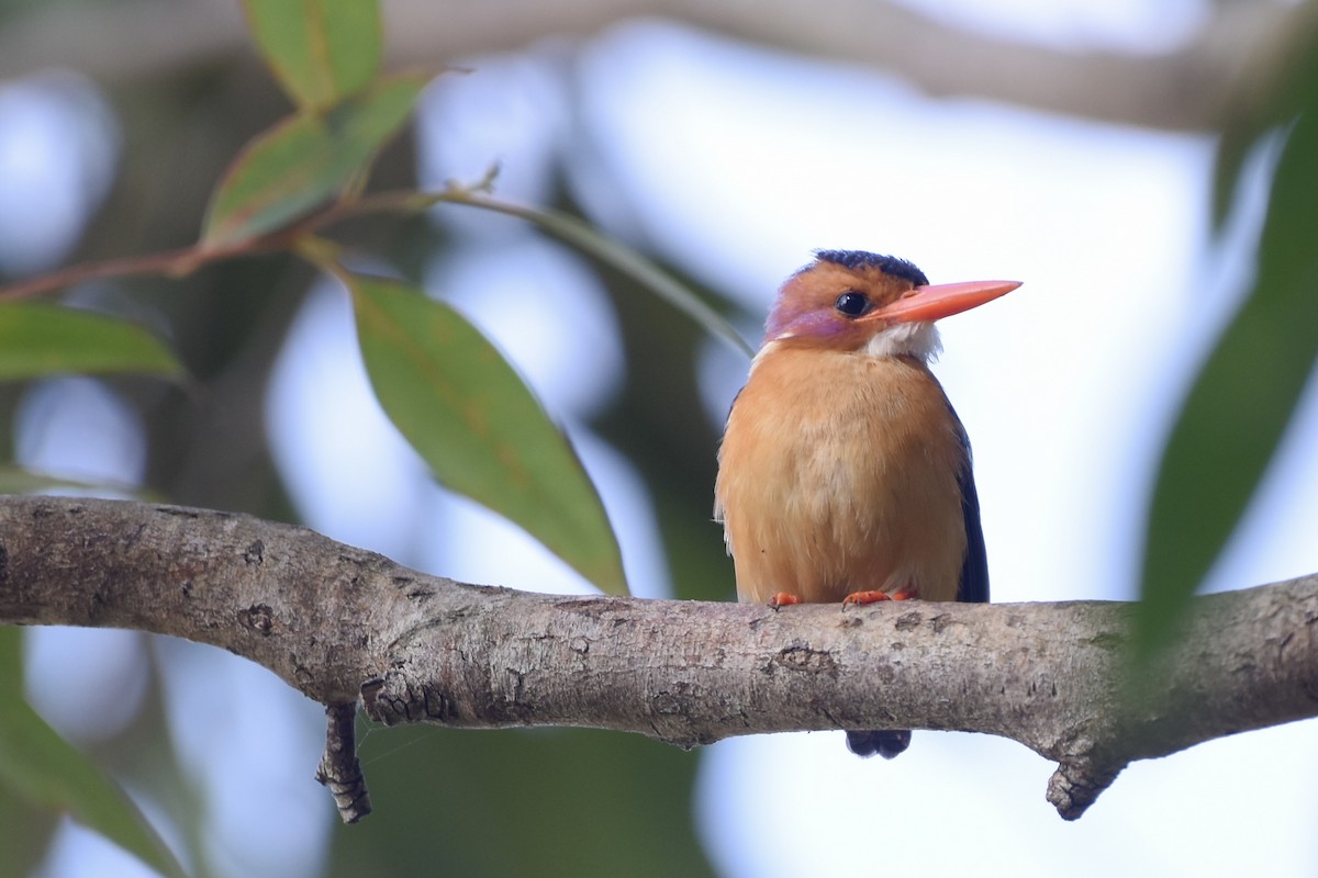 African Pygmy Kingfisher - ML627493033