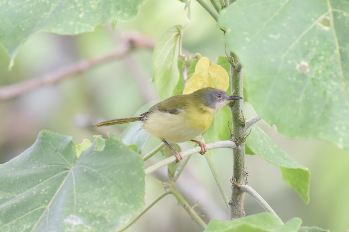 Apalis à gorge jaune - ML627493038