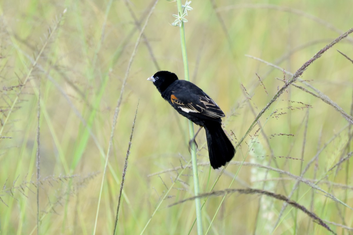 White-winged Widowbird - ML627493049