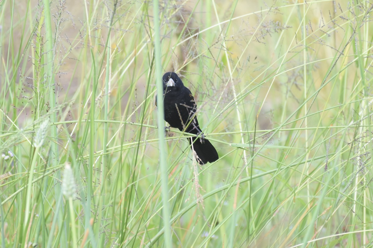 White-winged Widowbird - ML627493050